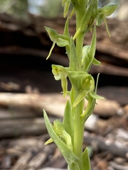 Platanthera brevifolia