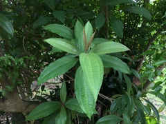 Miconia prasina