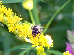 Colletes simulans