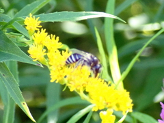 Colletes simulans