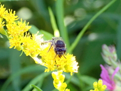 Colletes simulans
