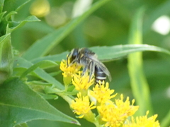 Colletes simulans