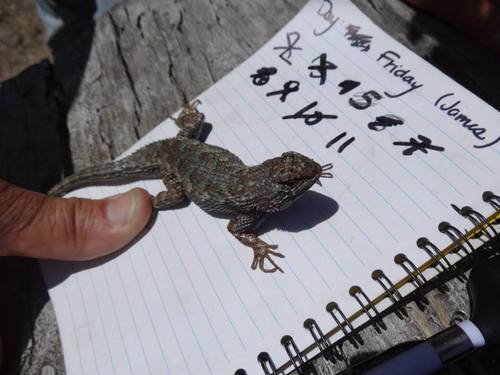 iNaturalist observation photo of Western Fence Lizard