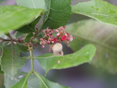 Alectryon subdentatus