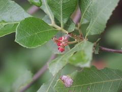 Alectryon subdentatus