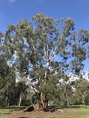 Eucalyptus viminalis viminalis