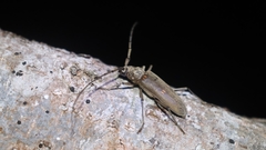 Susuacanga stigmatica