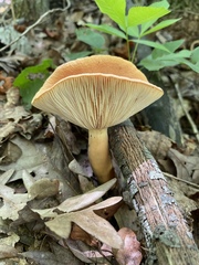 Lactifluus