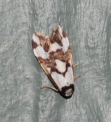 Thallarcha staurocola