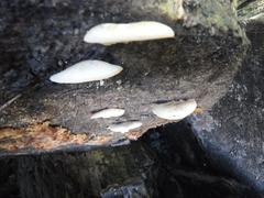 Crepidotus versutus