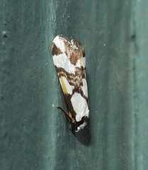 Thallarcha staurocola