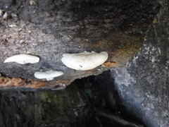Crepidotus versutus