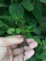 Scleria gaertneri