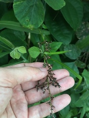 Scleria gaertneri