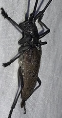 Monochamus maculosus