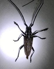 Monochamus maculosus