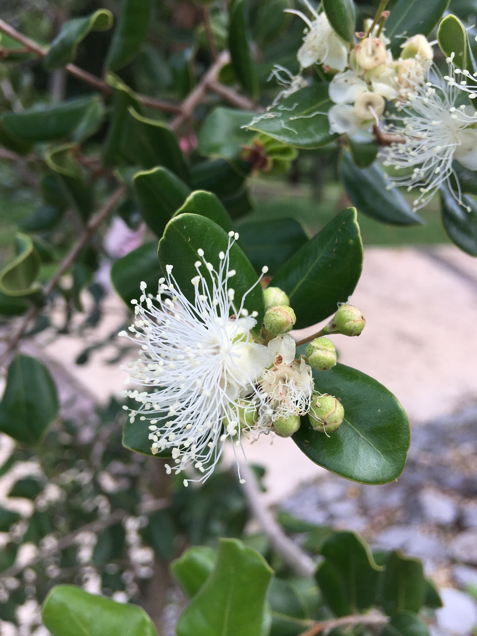 Eugenia woodburyana