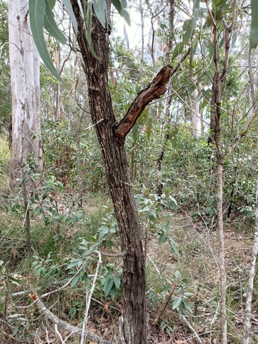 Image of Acacia concurrens by no rights reserved