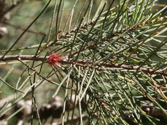 Allocasuarina thalassoscopica