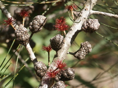 Allocasuarina thalassoscopica