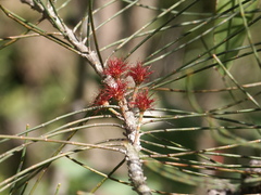 Allocasuarina thalassoscopica