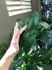 Citrus paridisi