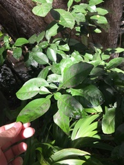 Citrus paridisi