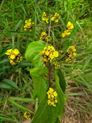 Bronwenia mathiasiae