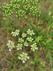 Heracleum sphondylium