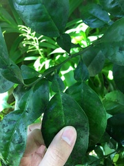 Citrus paridisi