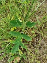 Heracleum sphondylium