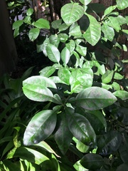 Citrus paridisi