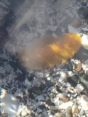 Dendrodoris citrina