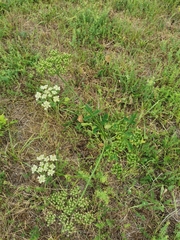 Heracleum sphondylium