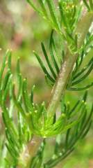 Artemisia morrisonensis