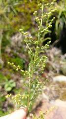 Artemisia morrisonensis