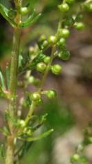 Artemisia morrisonensis