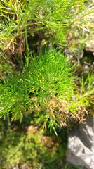 Artemisia morrisonensis