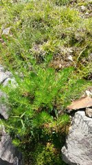 Artemisia morrisonensis