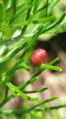 Artemisia morrisonensis