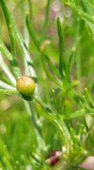 Artemisia morrisonensis