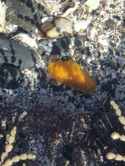 Dendrodoris citrina
