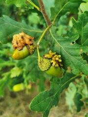 Andricus quercuscalicis