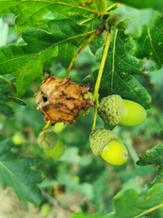 Andricus quercuscalicis