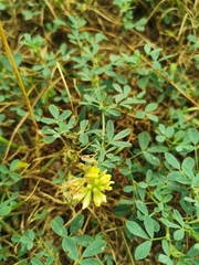 Medicago falcata