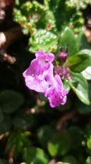 Clinopodium laxiflorum