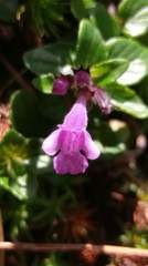 Clinopodium laxiflorum