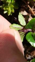 Clinopodium laxiflorum