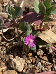 Corbichonia decumbens