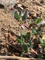 Corbichonia decumbens